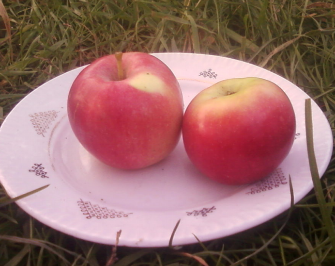 Яблоня розовый налив Малиновка. Яблоня "розовый налив" (Malus domestica). Яблоня полукультурка розовый налив. Сорт розовый налив