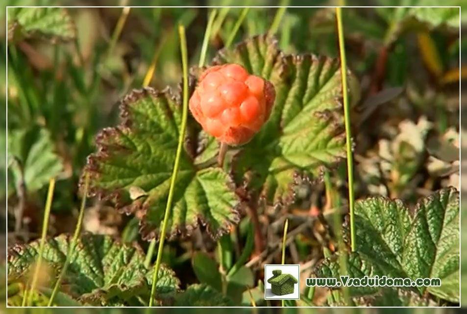 Выращивание морошки — floraprice.ru