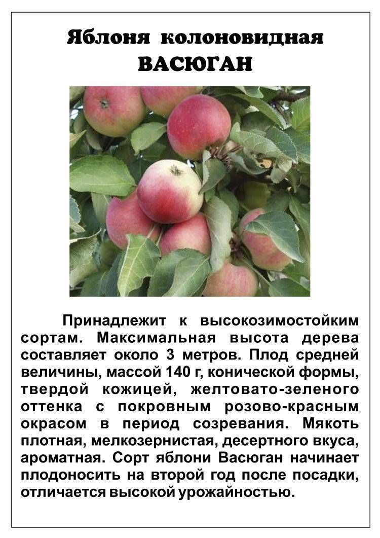 Выращивание яблони чудное