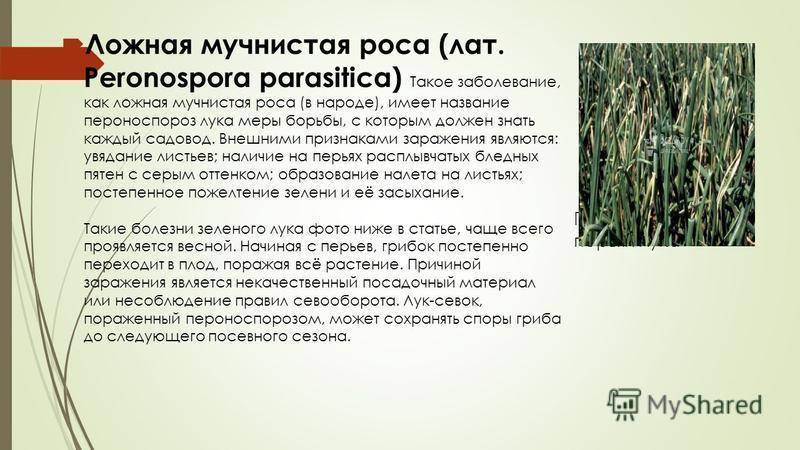 ᐉ как избавиться от мучнистой росы на луке - godacha.ru