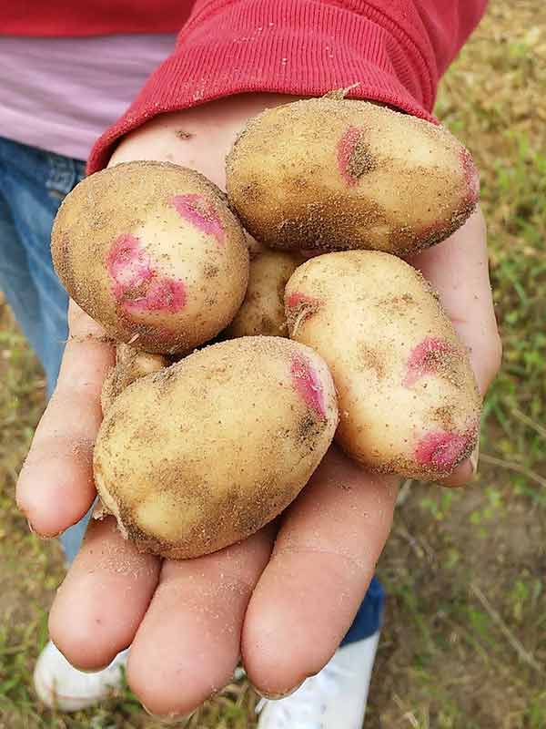 Картофель синеглазка: характеристика сорта и вкусовые качества, выращивание