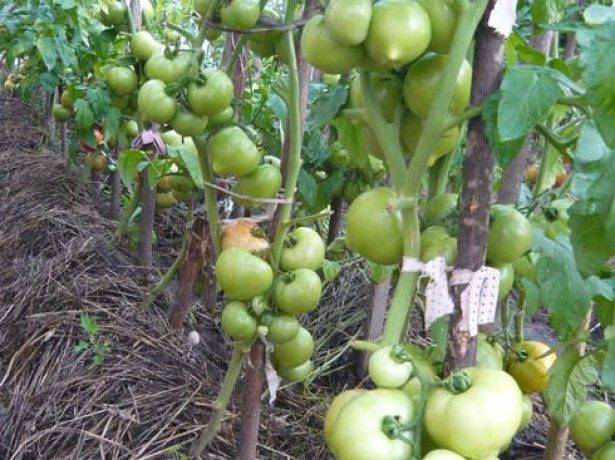 Томат «примадонна» f1: описание сорта и характеристика, выращивание и получение хорошей урожайности с куста, фото плодов-помидоров