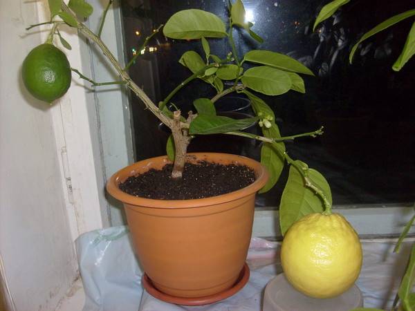 Вся информация о секретах цветения лимона и формирования его плодов в домашних условиях, уход, подкормка и обрезка