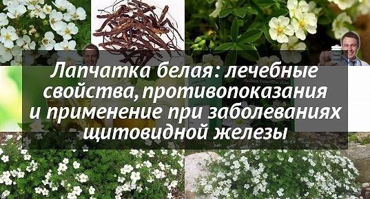 Лапчатка белая: полезные свойства и противопоказания, применение и вред