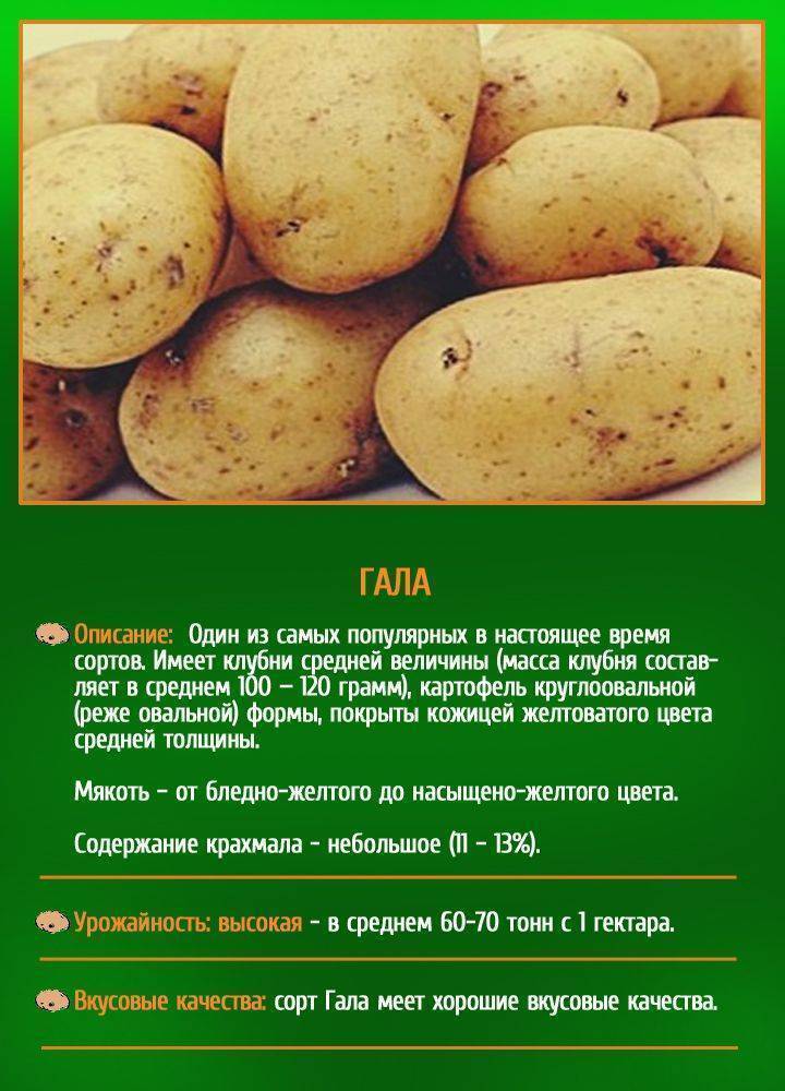 Сорт тулеевский: характеристика и описание картошки
