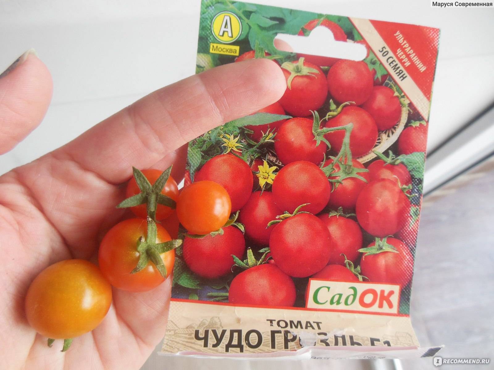 Великолепные сладкие плоды целый год — томат чудо гроздь f1: описание и отзывы