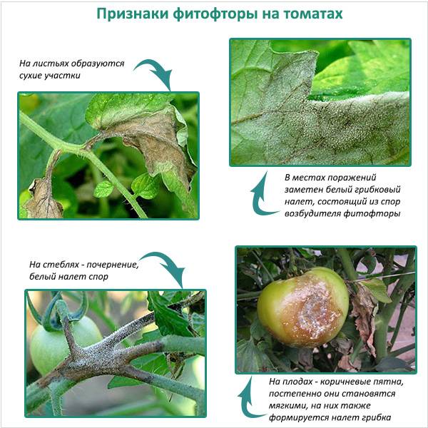 Основные болезни рассады томатов, фото и их лечение