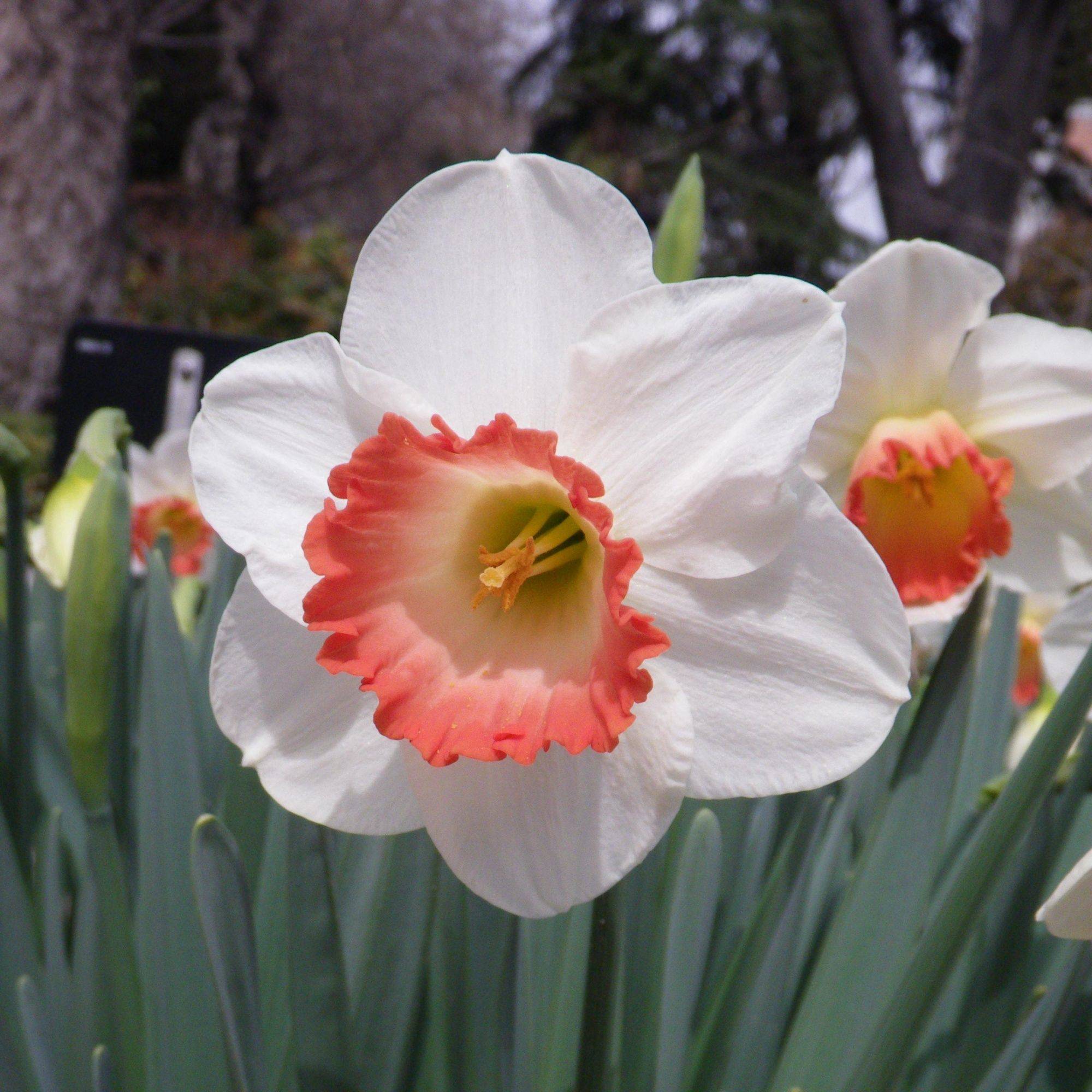 По итогам года коллекция нарциссов.