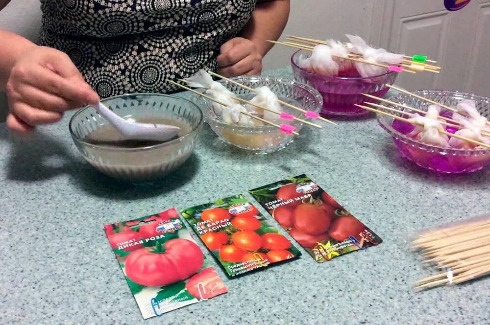 Как обработать семена томатов перед посевом