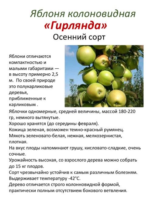 Сорт яблони беркутовский: описание и особенности, фото и характеристики, выращивание и уход