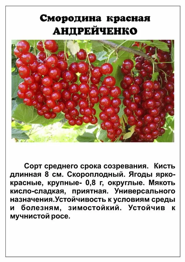 Сорта красной смородины: описание и характеристика 40 лучших видов