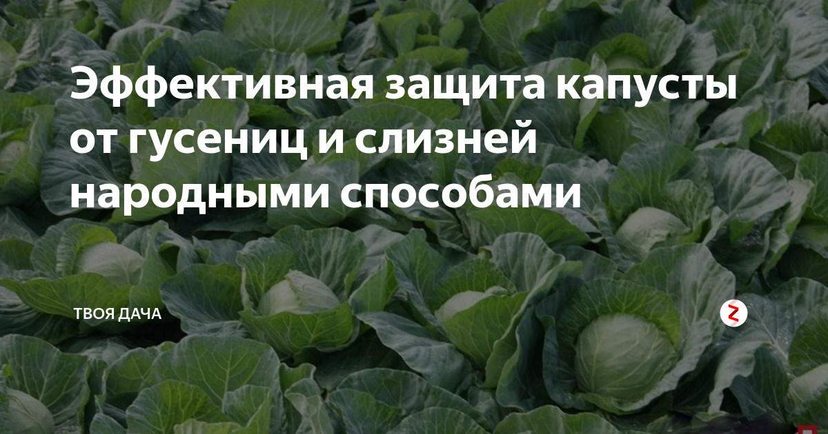 Как бороться с капустницей народными и химическими средствами
