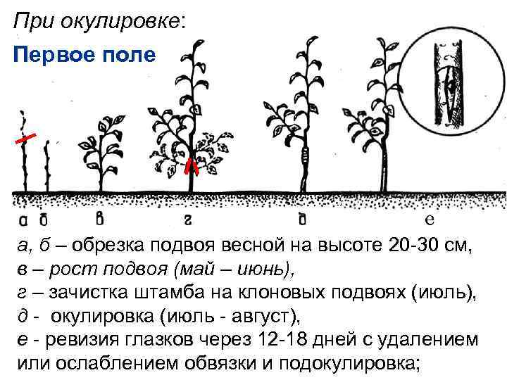 Описание и правила выращивания стелющейся яблони, посадка и уход