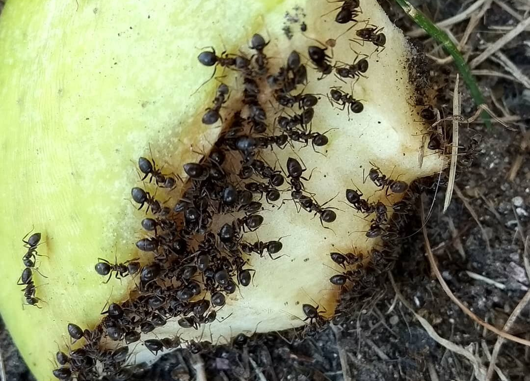 Муравьи в огороде. Муравьи на даче. Чёрные муравьи в огороде. Муравьи вредители.