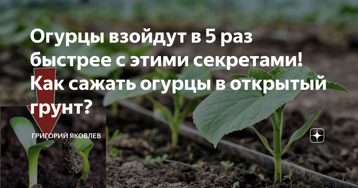 Сажаем огурцы семенами в открытый грунт: сроки в 2021 году, правила посева и выращивания