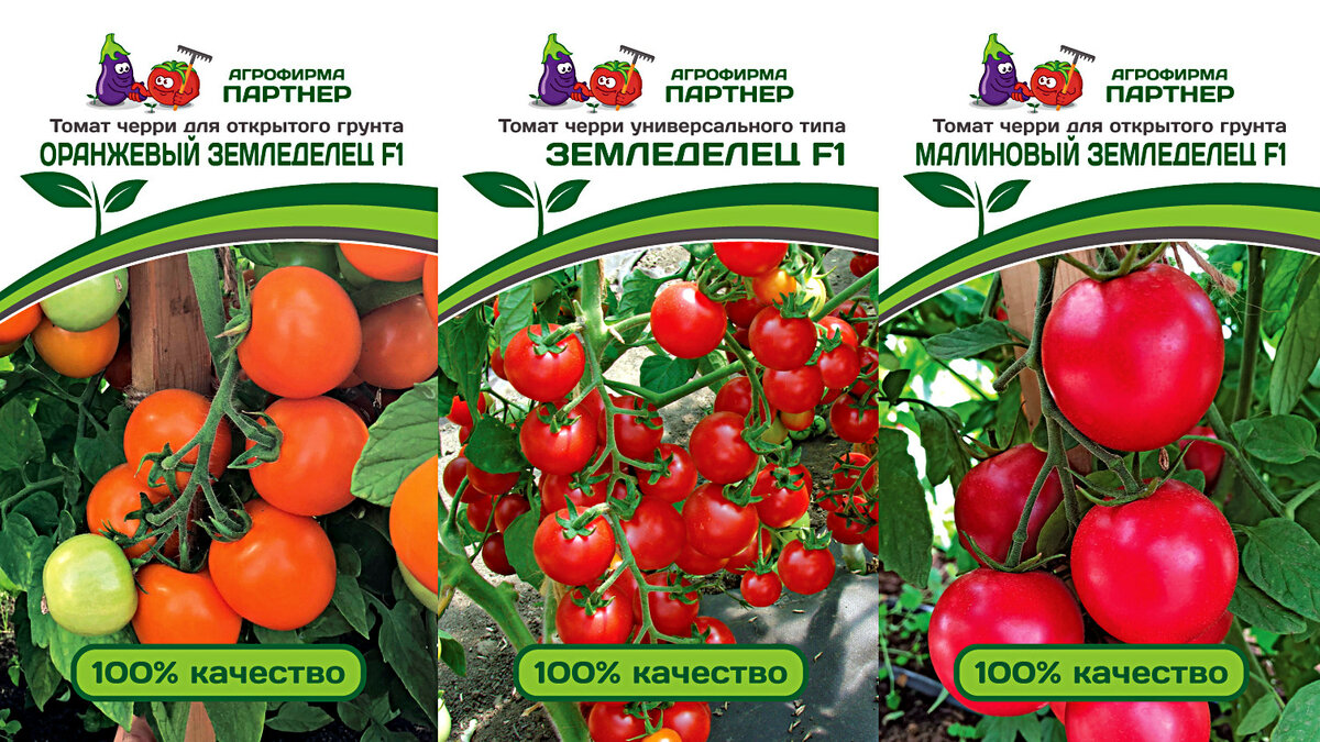 Как правильно выращивать и куда применять томат «розамарин фунтовый»
