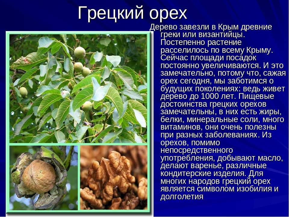Грецкий орех выращивание и уход, обработка, сорта