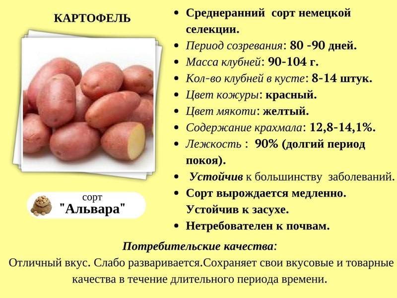 Описание и характеристики сорта картофеля Удача, выращивание и уход