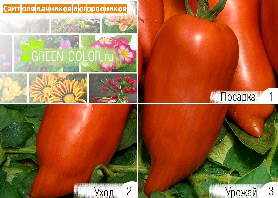 Томат корнабель f1: описание и характеристика сорта, особенности выращивания, отзывы, фото