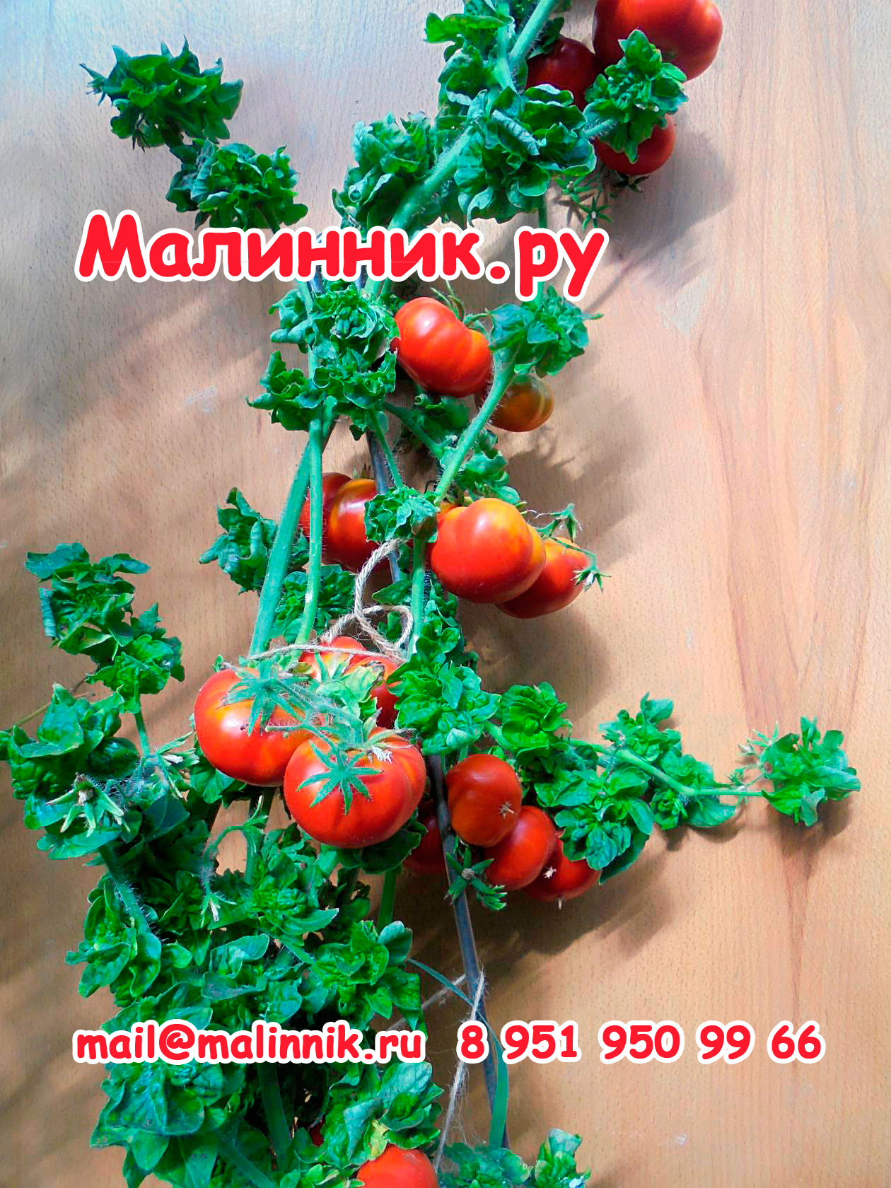 Томат палка – характеристика и описание сорта, фото, урожайность, достоинства и недостатки, отзывы