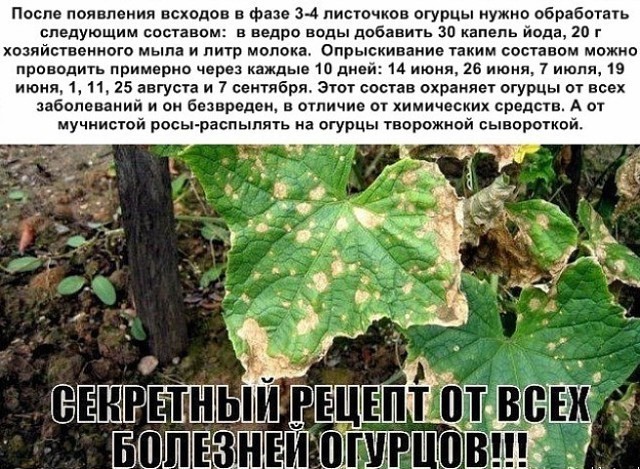 Сыворотка для огурцов и помидоров