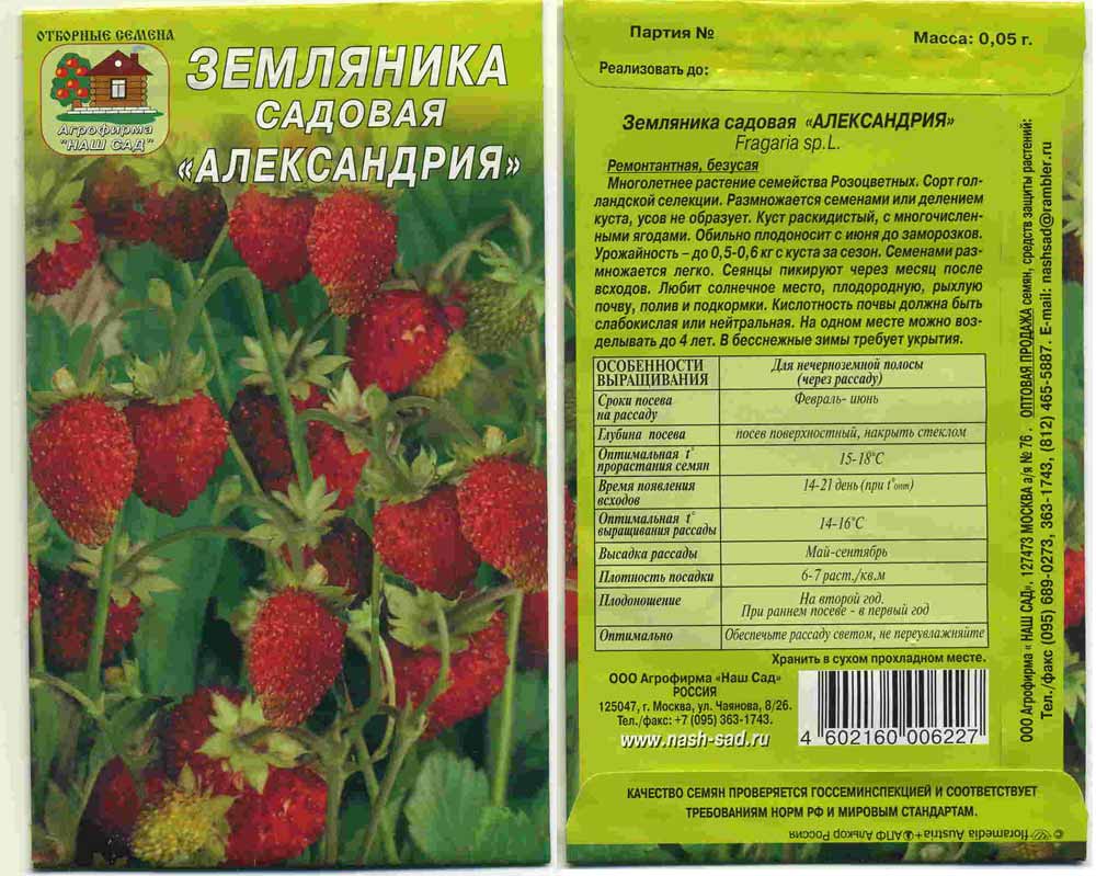 Земляника «золушка»: отзывы садоводов и выращивание из семян. клубника золушка, или миниатюра на грядке