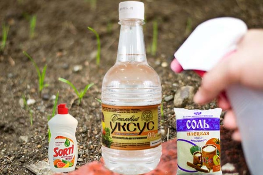 Пищевая сода в огороде - применение для защиты от грибков и паразитов