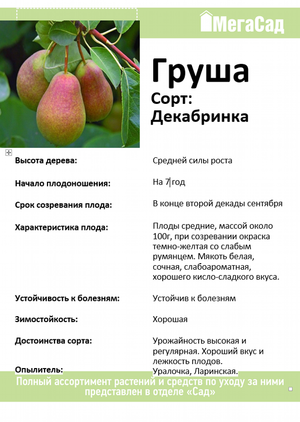 Описание груши сорта Яковлевская, опылители и правила выращивания