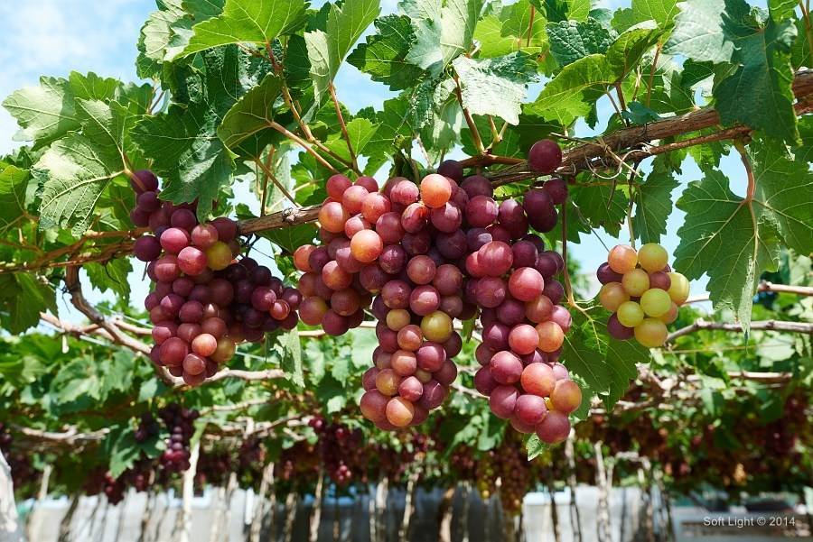Виноград «валёк»: описание сорта, фото и отзывы о нем. основные плюсы и минусы, характеристики и особенности выращивания в регионах