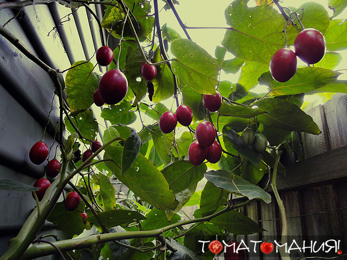 Тамарилло фрукт (цифомандра свекольная): где растет, как есть, описание, вкус