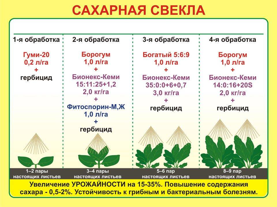 Схема севооборота столовой свеклы