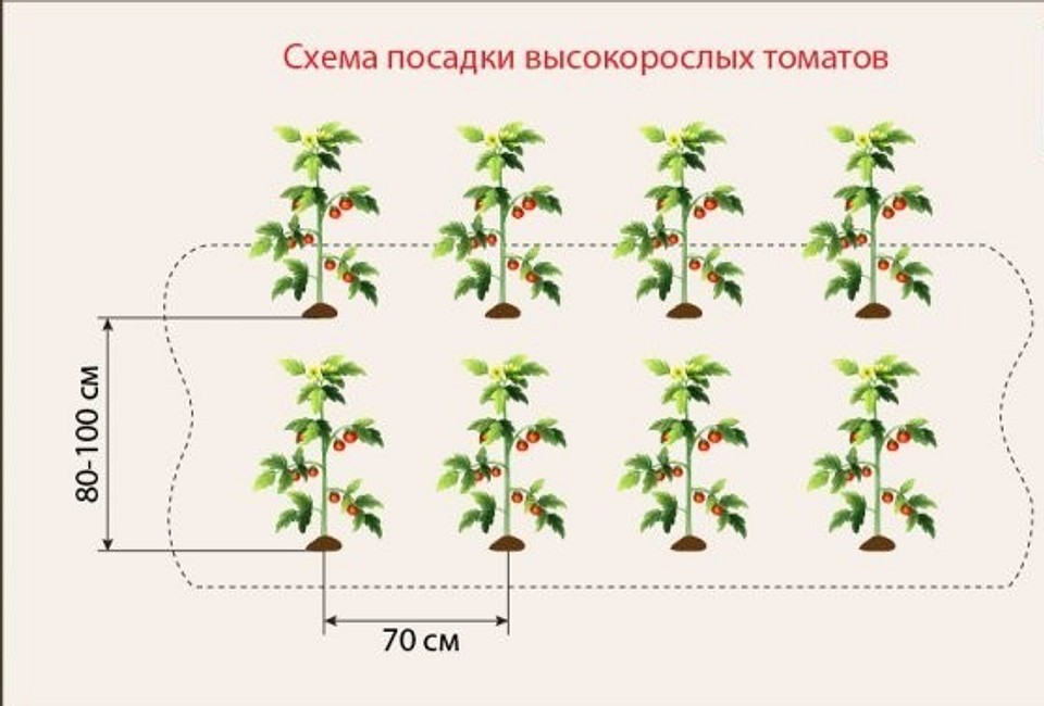 Посадка помидор в теплице: какое расстояние между помидорами должно быть, схема, фото