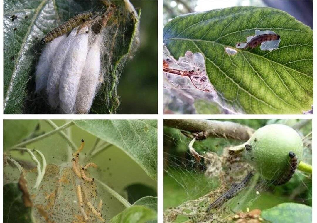 Вредители яблони и борьба с ними: чем опрыскивать, когда надо, как избавиться от листовертки, муравьев, плодожерки, зайцев