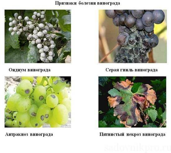 Болезни винограда и борьба с ними: средства для лечения и профилактики