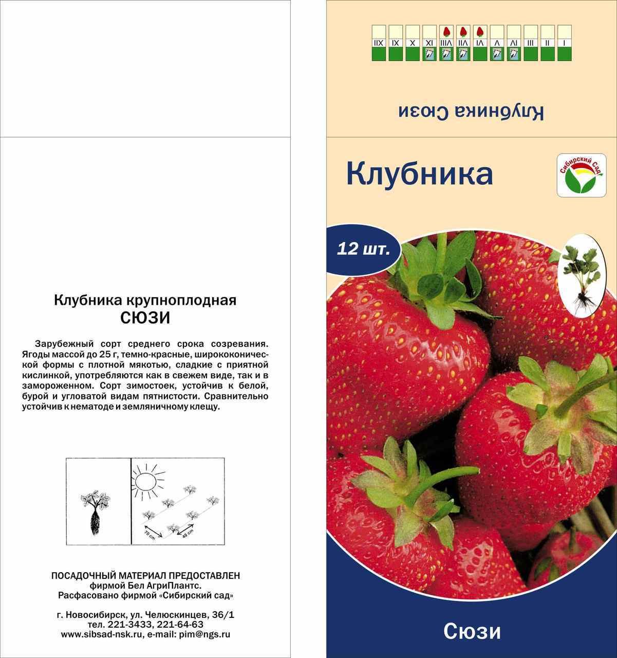 Клубника сорта зефир с фото и описанием