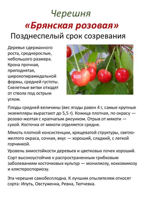 Черешня ленинградская черная: описание, требования и условия выращивания