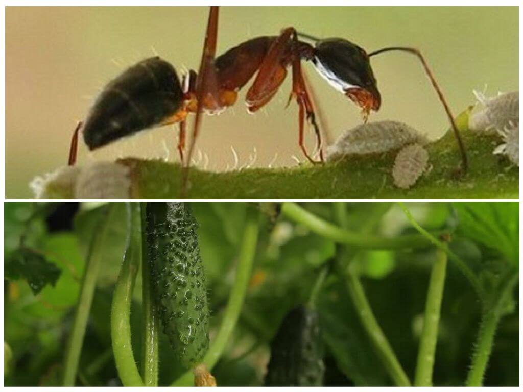 Методы борьбы с муравьями на грядках с огурцами