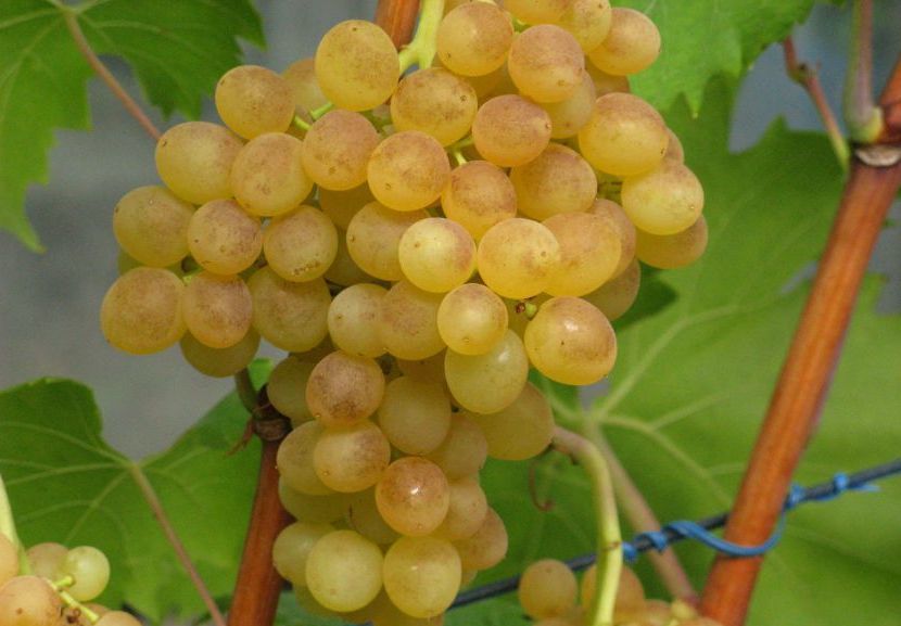 Виноград коринка русская: описание сорта, правила выращивания и ухода