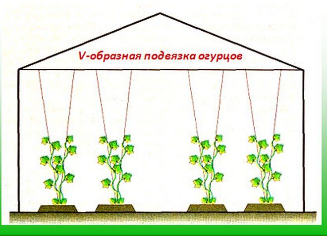 Выращивание огурцов в теплице - высадка рассады огурцов, уход, подкормки