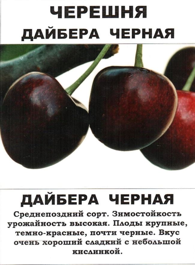 Черешня ленинградская черная: описание сорта, посадка и выращивание