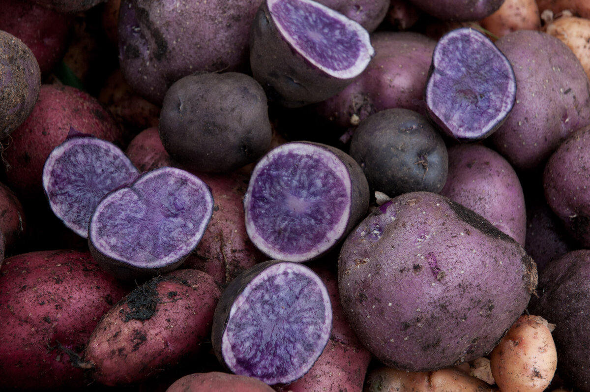 Сорт картофеля фиолетовый: характеристика и описание, отзывы, фото
