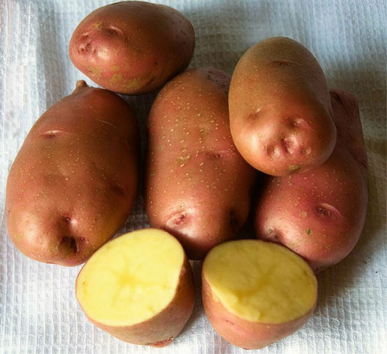 Картофель красавчик. Сорт картофеля Розара. Розара элита картофель. Сорт картофеля Колетте. Розара, Скарлет картофель.