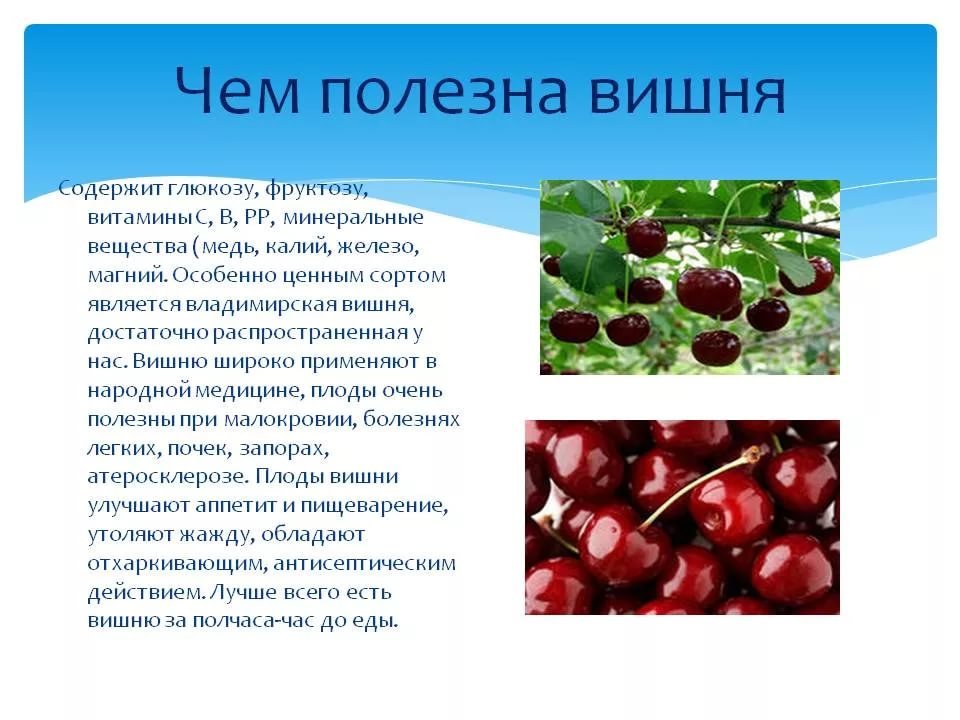 В чем польза черешни? есть ли вред? или это идеальная ягода? скорее наедайтесь – в июле сезон черешни закончится - зож daily - блоги - sports.ru