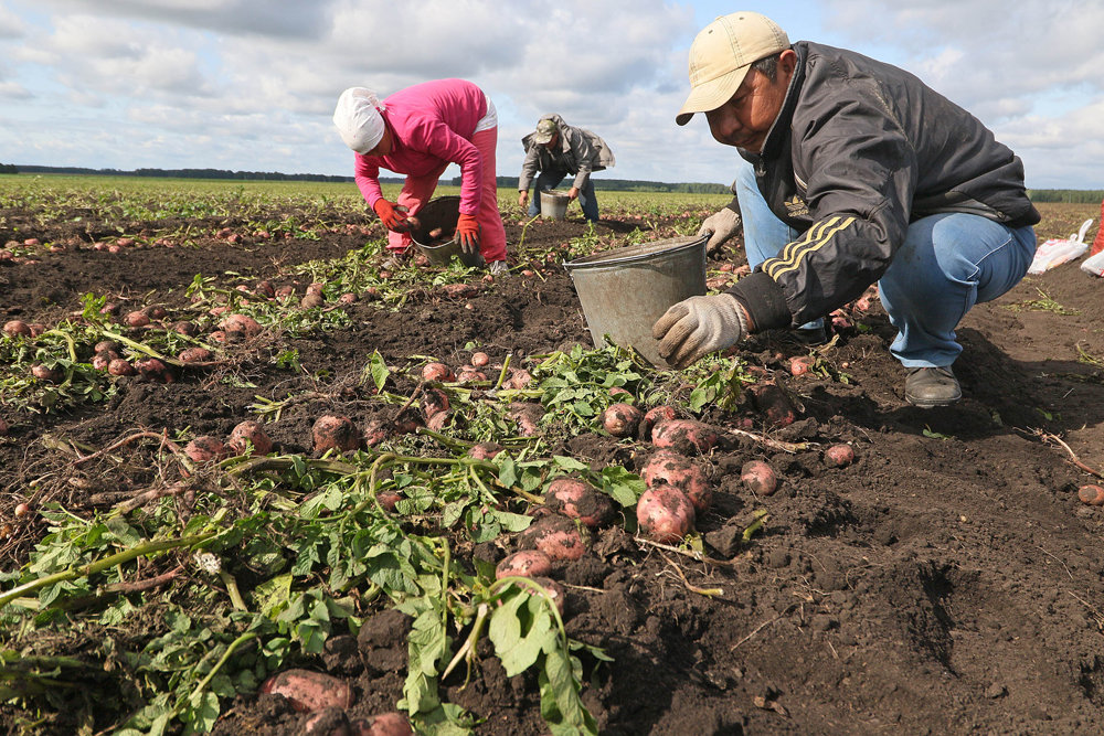 Как спасти картофель в дождливое лето: особенности выращивания, сбор урожая в непогоду