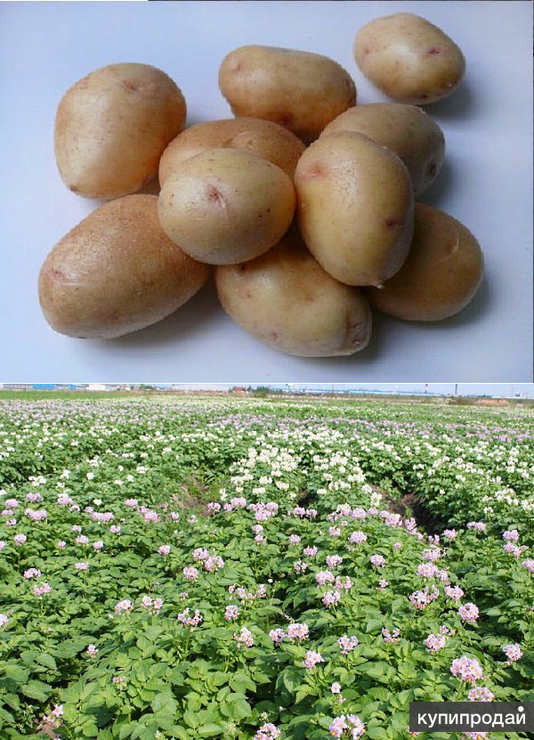 Картофель невский: описание сорта, фото, отзывы, вкусовые качества, посадка семенного, уход