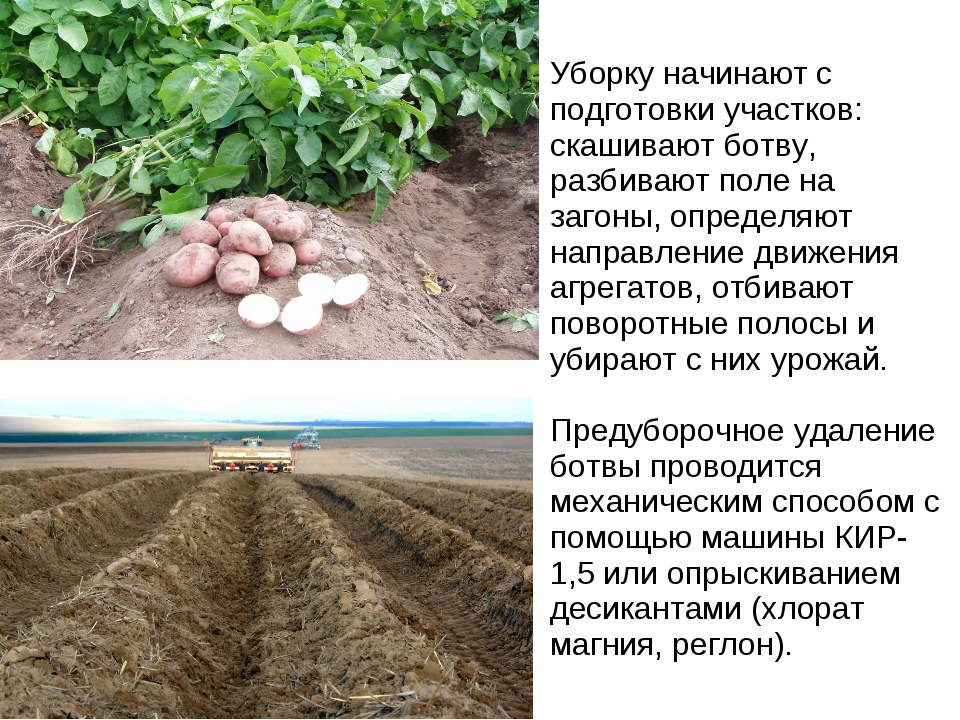 Сбор урожая картофеля: как и когда выкапывать