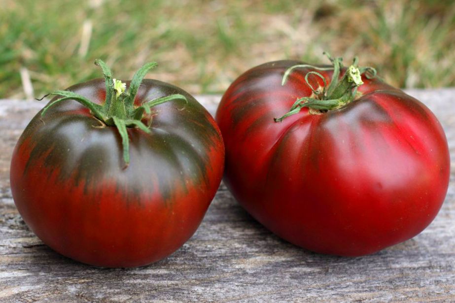 Темноплодный томат «поль робсон» — секреты выращивания, описание сорта