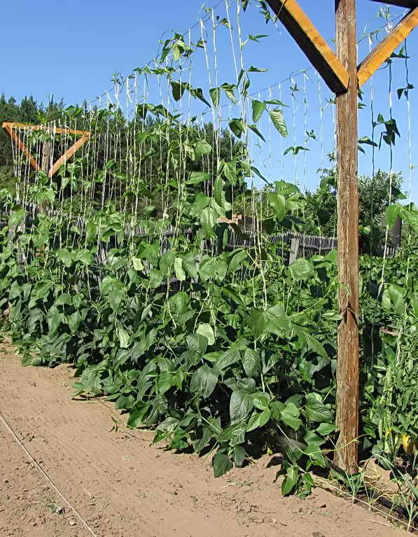 Спаржевая фасоль: выращивание и уход в открытом грунте, болезни и вредители, сбор и хранение урожая