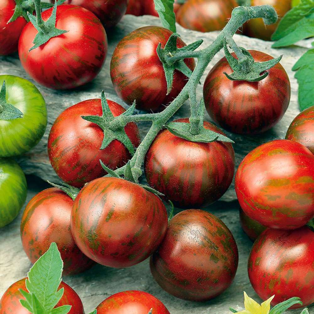 Характеристика и описание сорта томата полосатый рейс, отзывы огородников