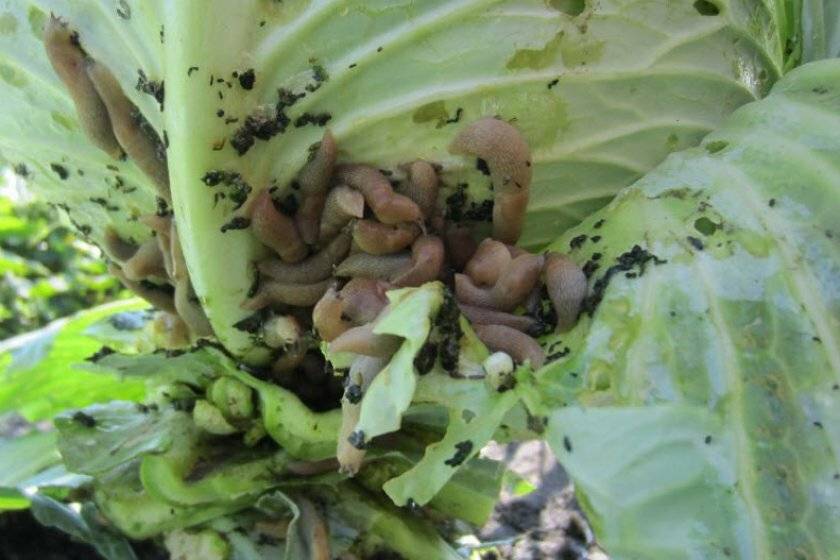 Как спасти капусту от слизней: народные способы и химия